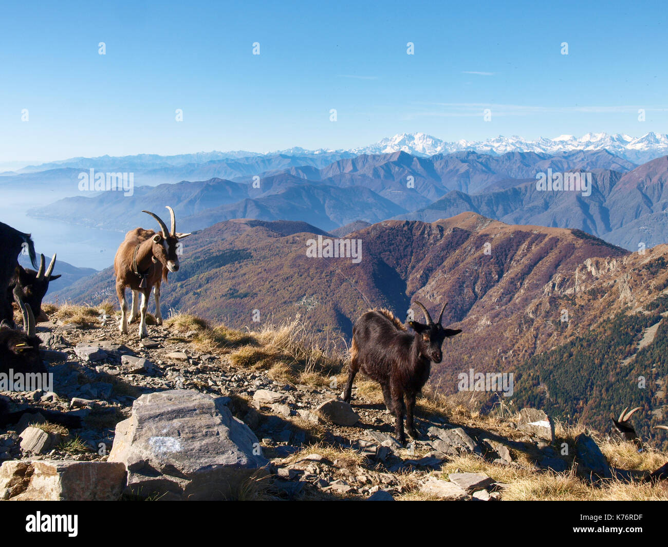 Goats attitude hi-res stock photography and images - Alamy
