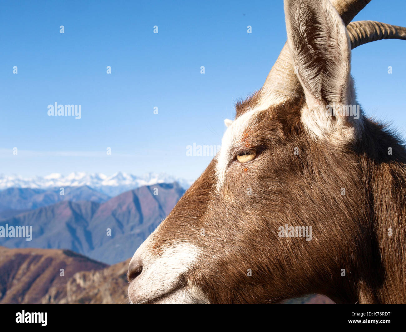 Goats attitude hi-res stock photography and images - Alamy