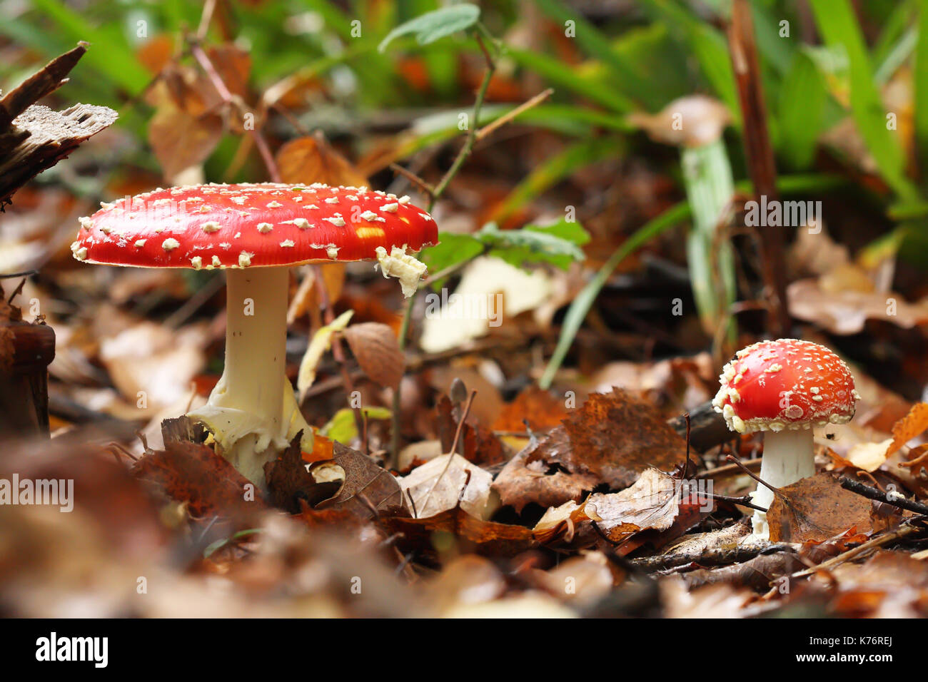 Toadstool mushroom (Amanita muscaria) pair Stock Photo