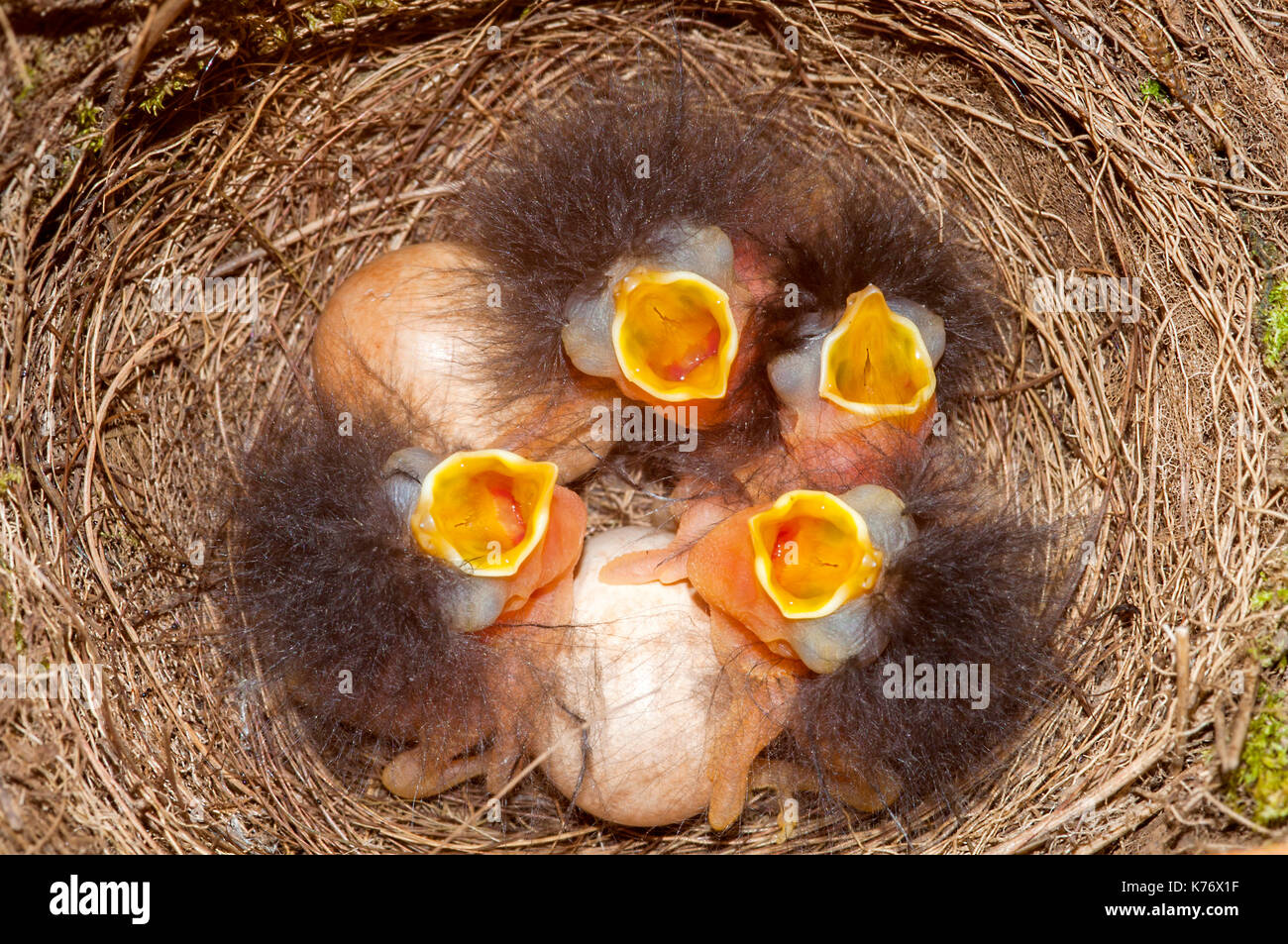 Robin (Erithacus rubella) hatchlings and eggs Stock Photo