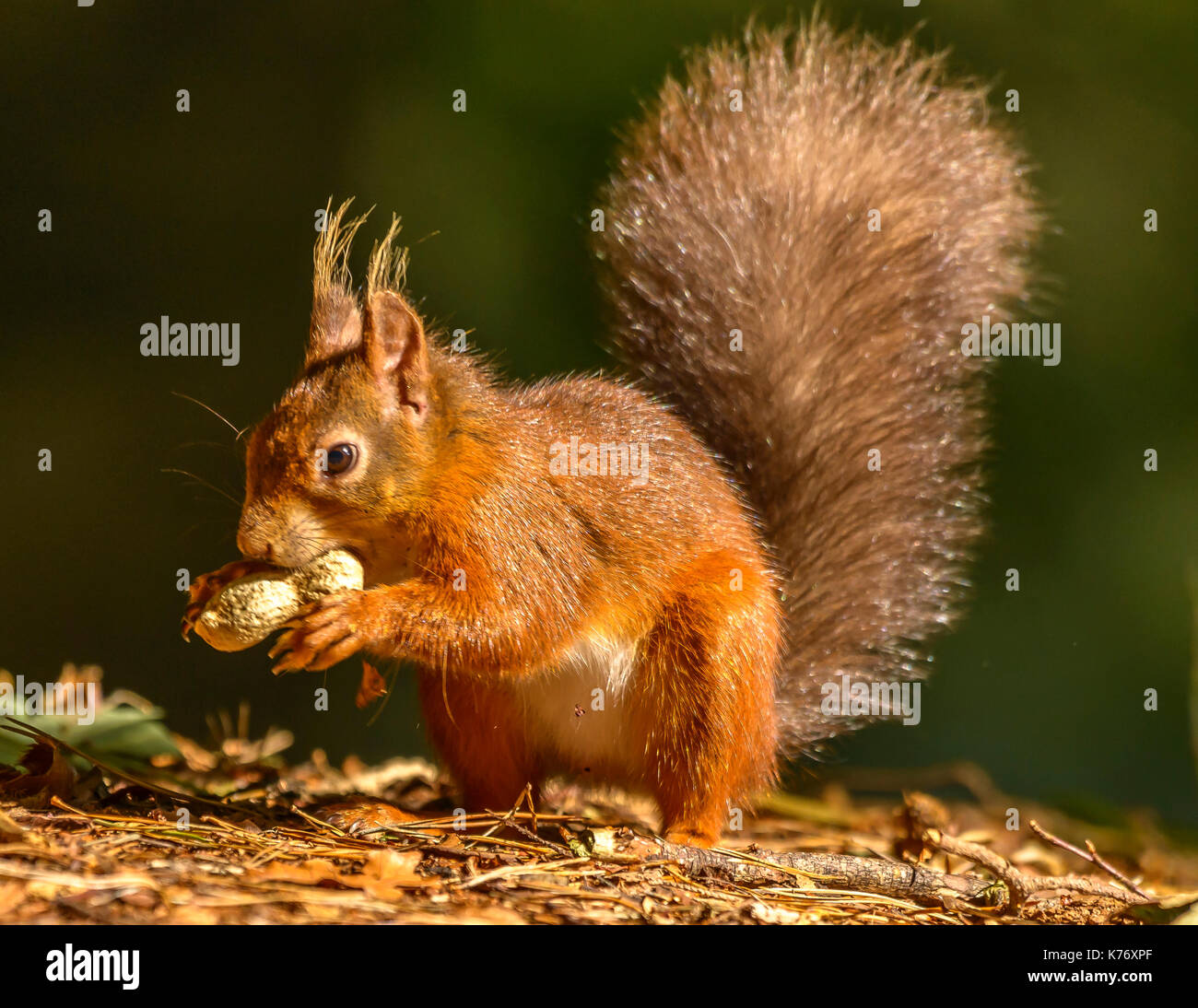 Red Squirrel during daylight/sunshine Brownsea Island/Poole/Hampshire/Southern England/UK/British Isles Stock Photo