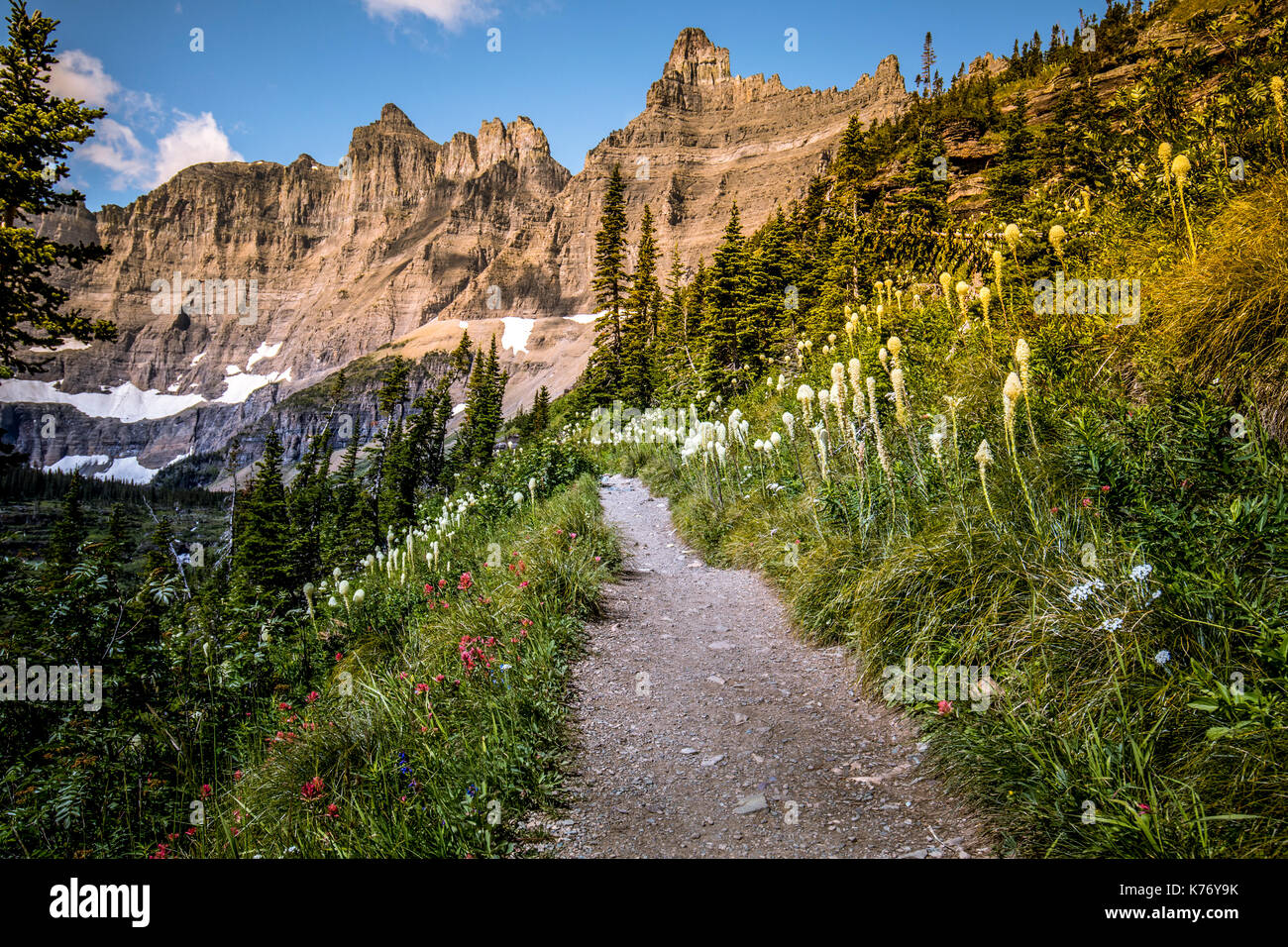 Wildlife wild flowers glacier national park landscapes Stock Photo - Alamy
