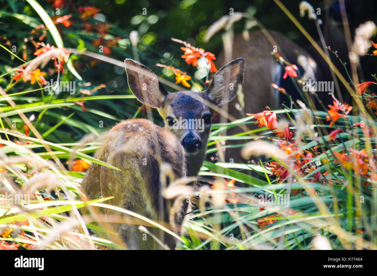 Fawn in the Wild Stock Photo