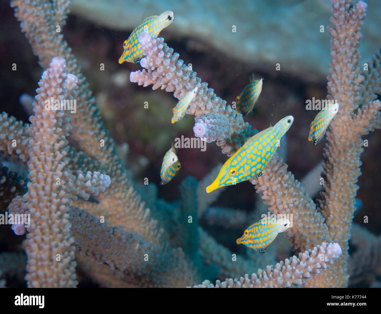 Harelquin filefish Oxymonacanthus longirostris family between branching corals, Okinawa, Japan Stock Photo