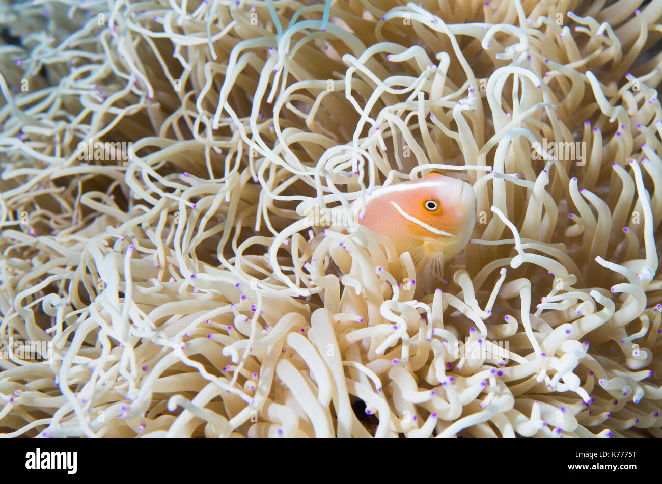 pink anemonefish (Amphiprion perideraion) in a sebae anemone (Heteractis crispa) Motobu, Okinawa, Japan Stock Photo