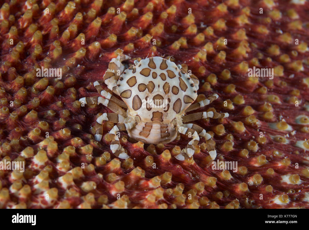 sea cucumber crab (Lissocarcinus orbicularis) living on the surface of