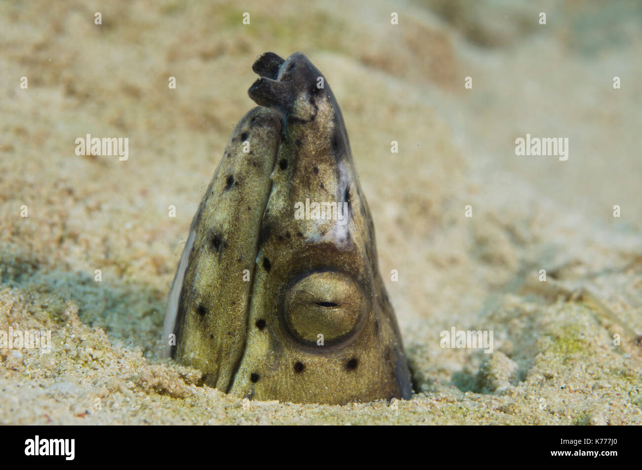 Black-finned Snake Eel. Ophichthus altipennis Sandy seafloor, Nago ...
