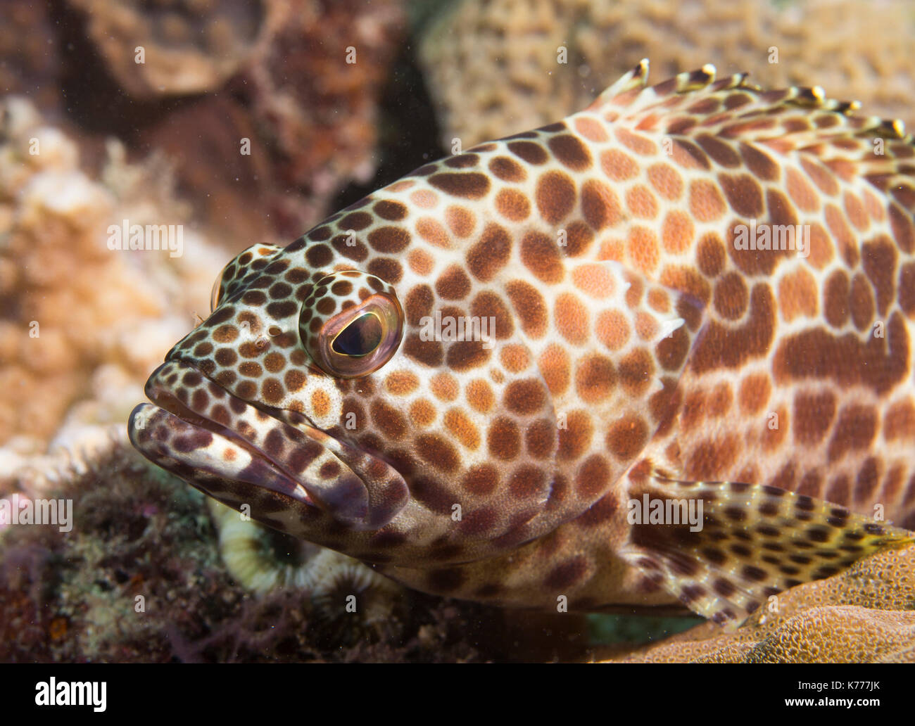 (Epinephelus merra) Honeycomb grouper on coral reef in Yomitan, Okinawa, Japan Stock Photo