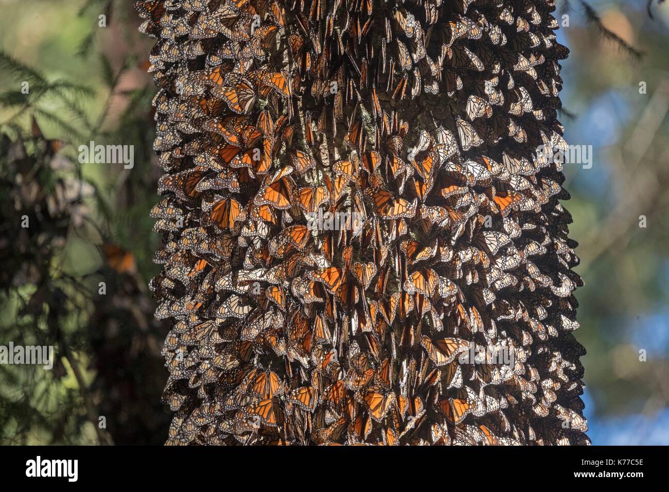 Mexico, State of Michoacan, Angangueo, Monarch Butterfly Biosphere Reserve Sierra Chincua, monarch butterfly (Danaus plexippus), In wintering from November to March in oyamel pine forests (Abies religiosa) Stock Photo