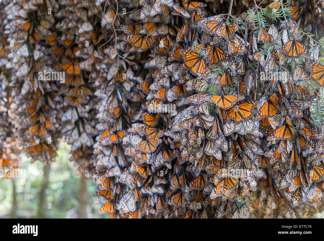 Mexico, State of Michoacan, Angangueo, Monarch Butterfly Biosphere Reserve El Rosario, monarch butterfly (Danaus plexippus), In wintering from November to March in oyamel pine forests (Abies religiosa) Stock Photo