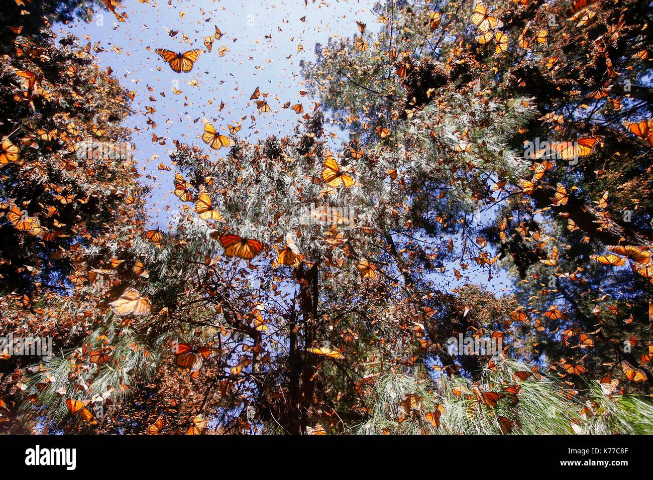 Mexico, State of Michoacan, Angangueo, Monarch Butterfly Biosphere Reserve Sierra Chincua, monarch butterfly (Danaus plexippus), In wintering from November to March in oyamel pine forests (Abies religiosa) Stock Photo