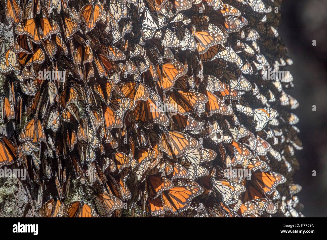 Mexico, State of Michoacan, Angangueo, Monarch Butterfly Biosphere Reserve El Rosario, monarch butterfly (Danaus plexippus), In wintering from November to March in oyamel pine forests ((Abies religiosa)) Stock Photo