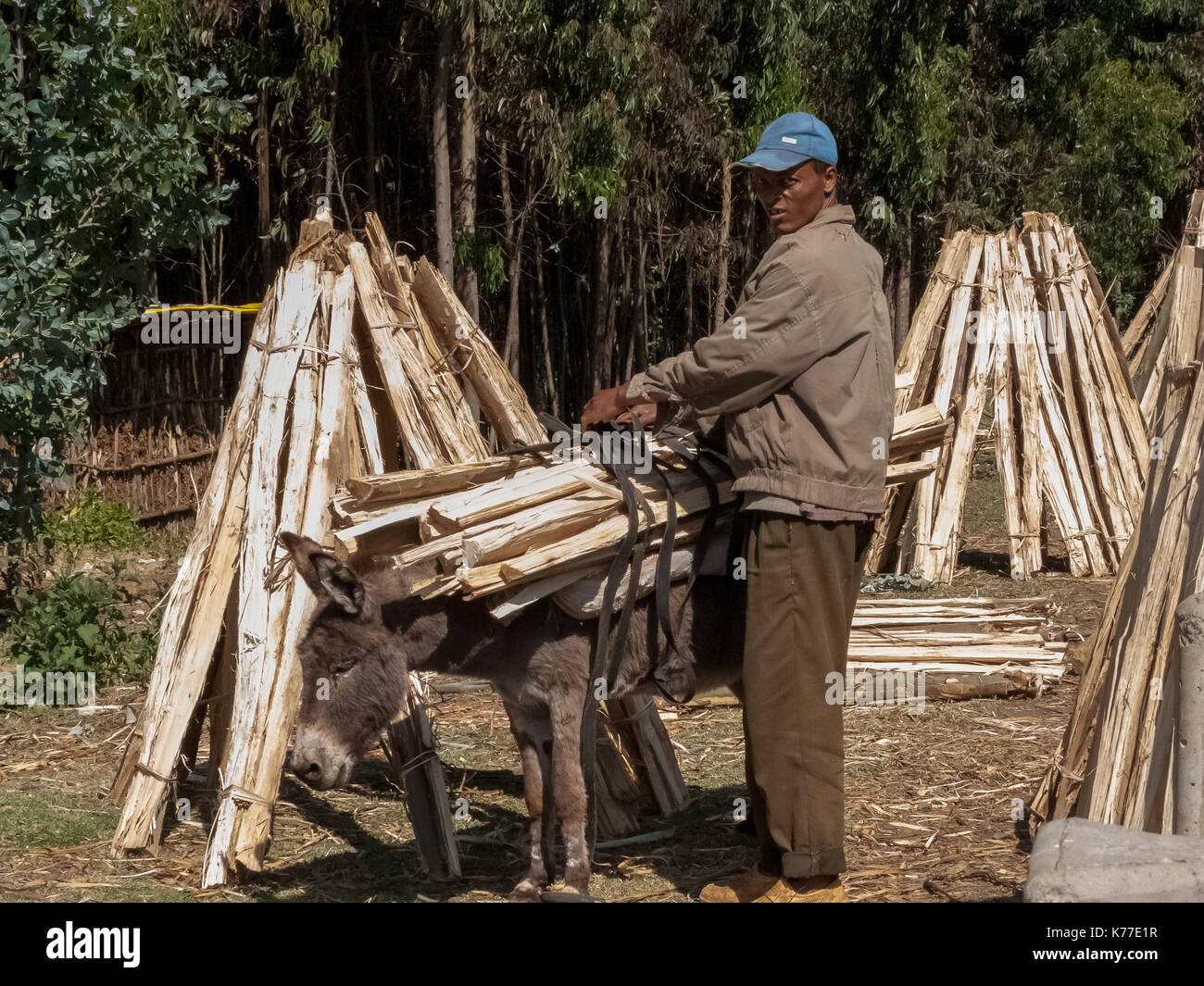 Ethiopian man loading donkey with firewood by Addis to Goha Tsion road ...