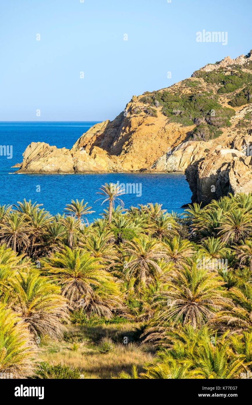 Greece, Eastern Crete, Lassithi district, Sitia Nature park is part of the UNESCO Global Geoparks, Palekastro area, Vai natural palm grove, unique in Europe (Phoenix Theophrastii palm trees) Stock Photo