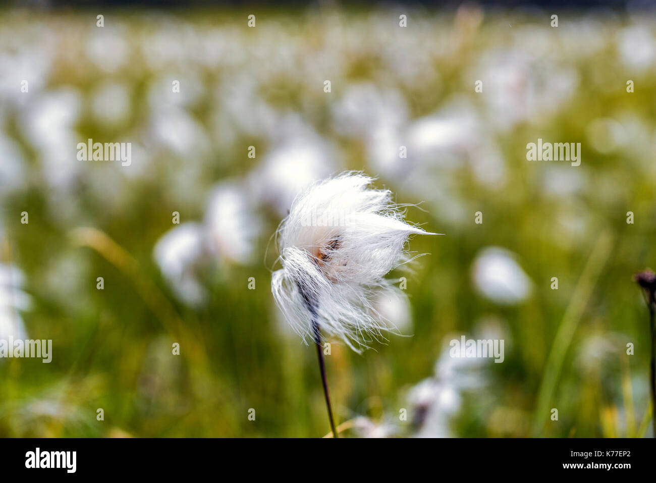 Arctic cotton flower hires stock photography and images Alamy