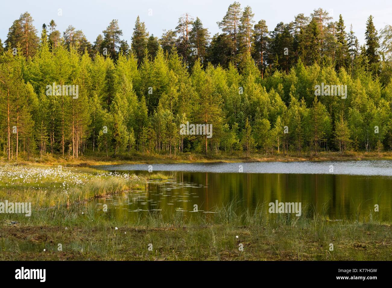 A lake in the Kuhmo forest, Finland Stock Photo - Alamy