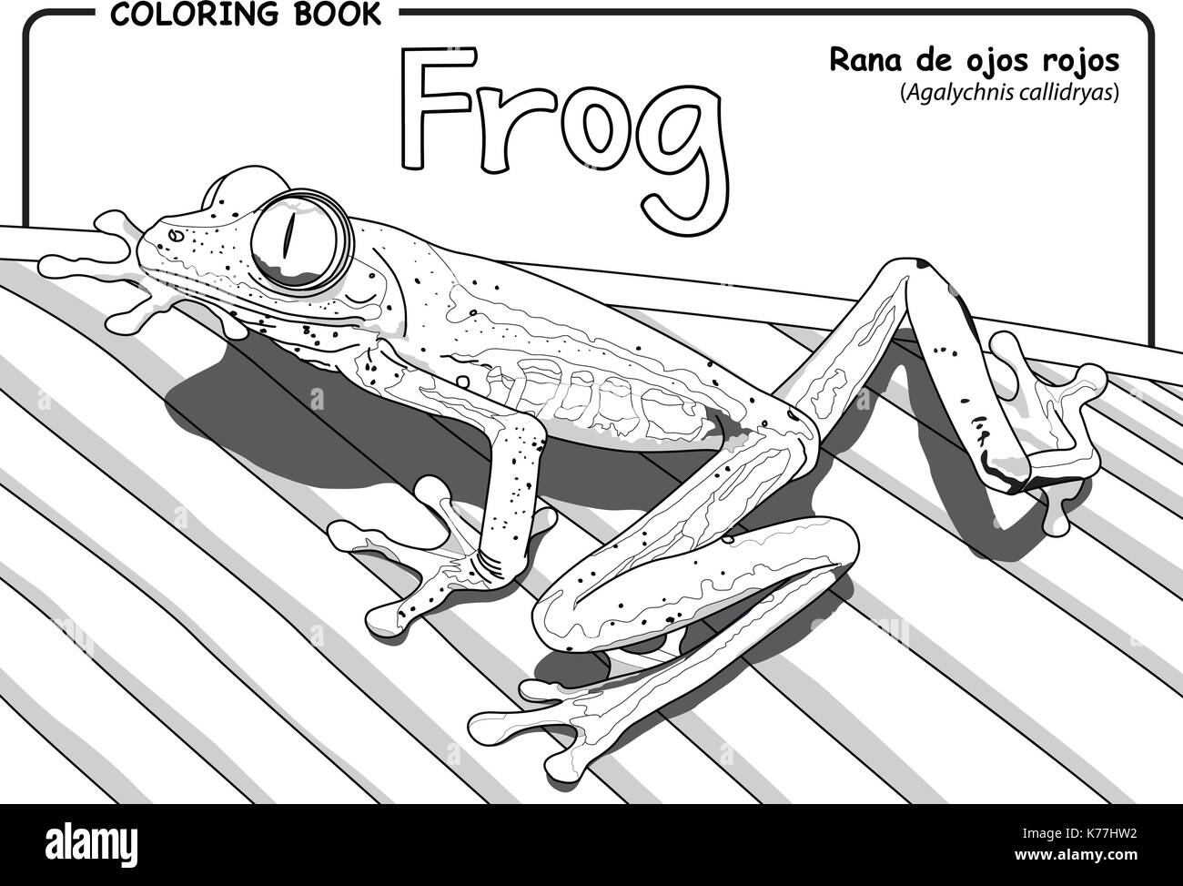 Drawing of a frog (Agalychnis callidryas) on white background - Coloring book Stock Vector