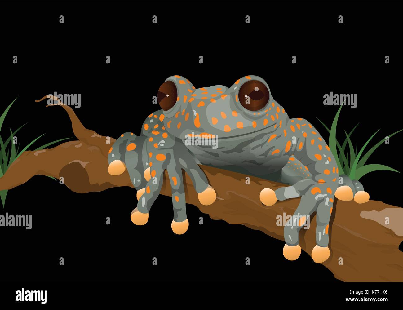 Drawing of a frog (Hyloscirtus pantostictus) on black background - Vector image Stock Vector