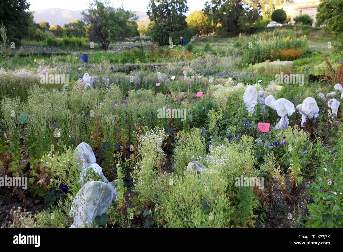 France, Vaucluse, Saignon, Vegetable garden of a curious, Jean Luc  Danneyrolles ecological garden, plan of tomatoes Stock Photo - Alamy