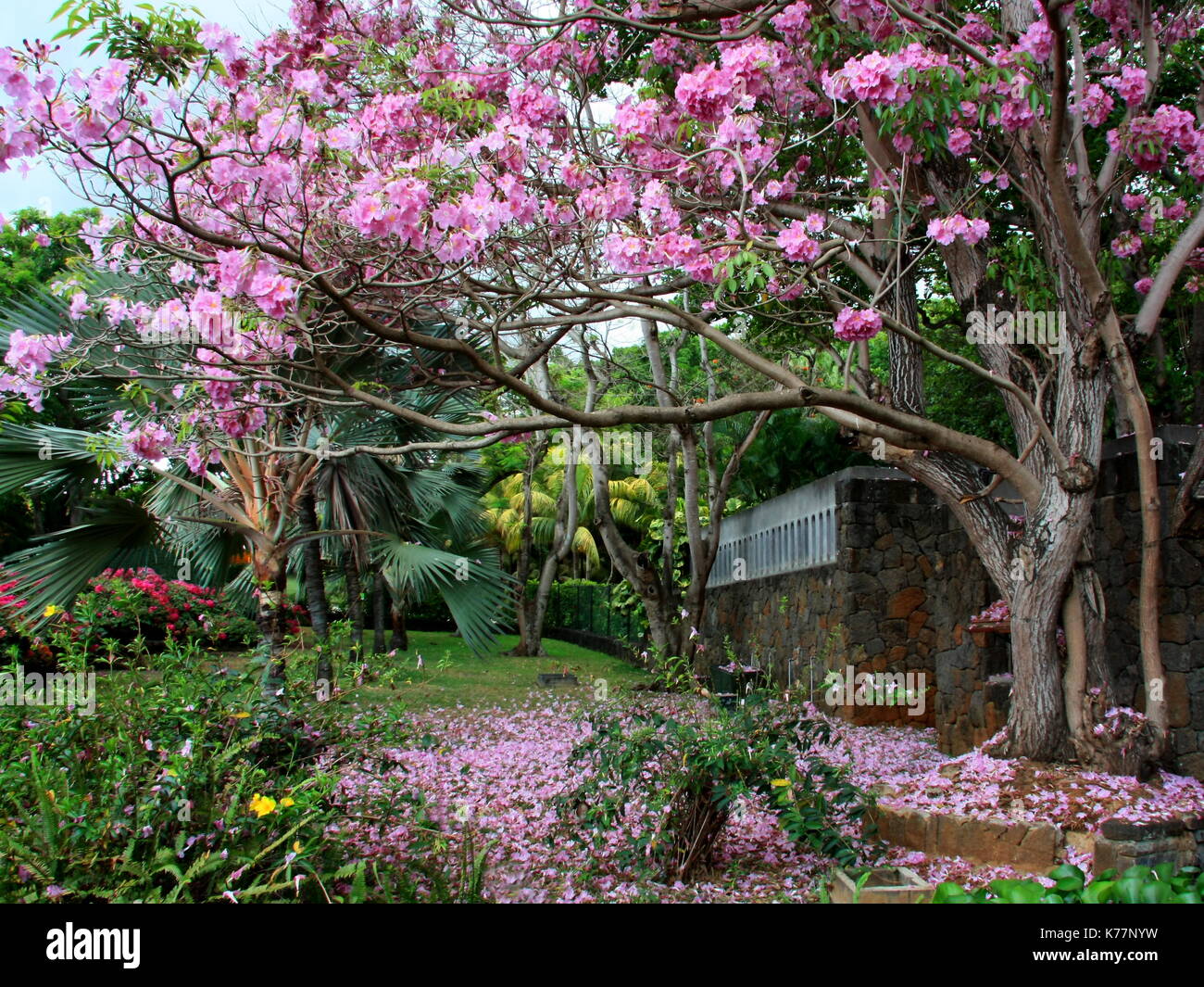 Beautiful pink trumpet tree (Handroanthus impetiginosus or Tabebuia rosea) blooms in Mauritius. Stock Photo