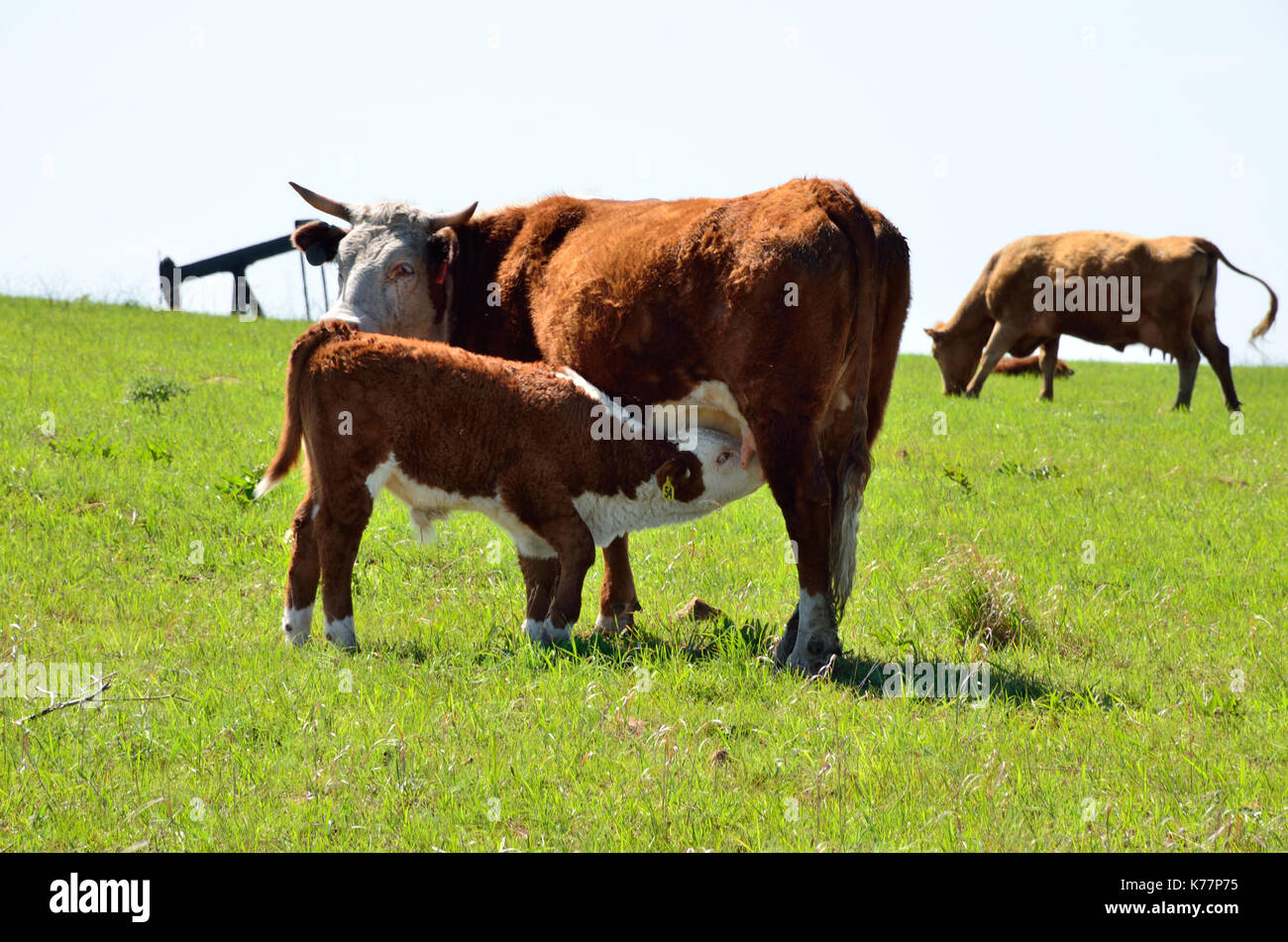 Red Hereford calf suckles while Mom looks on in an Oklahoma field. Stock Photo