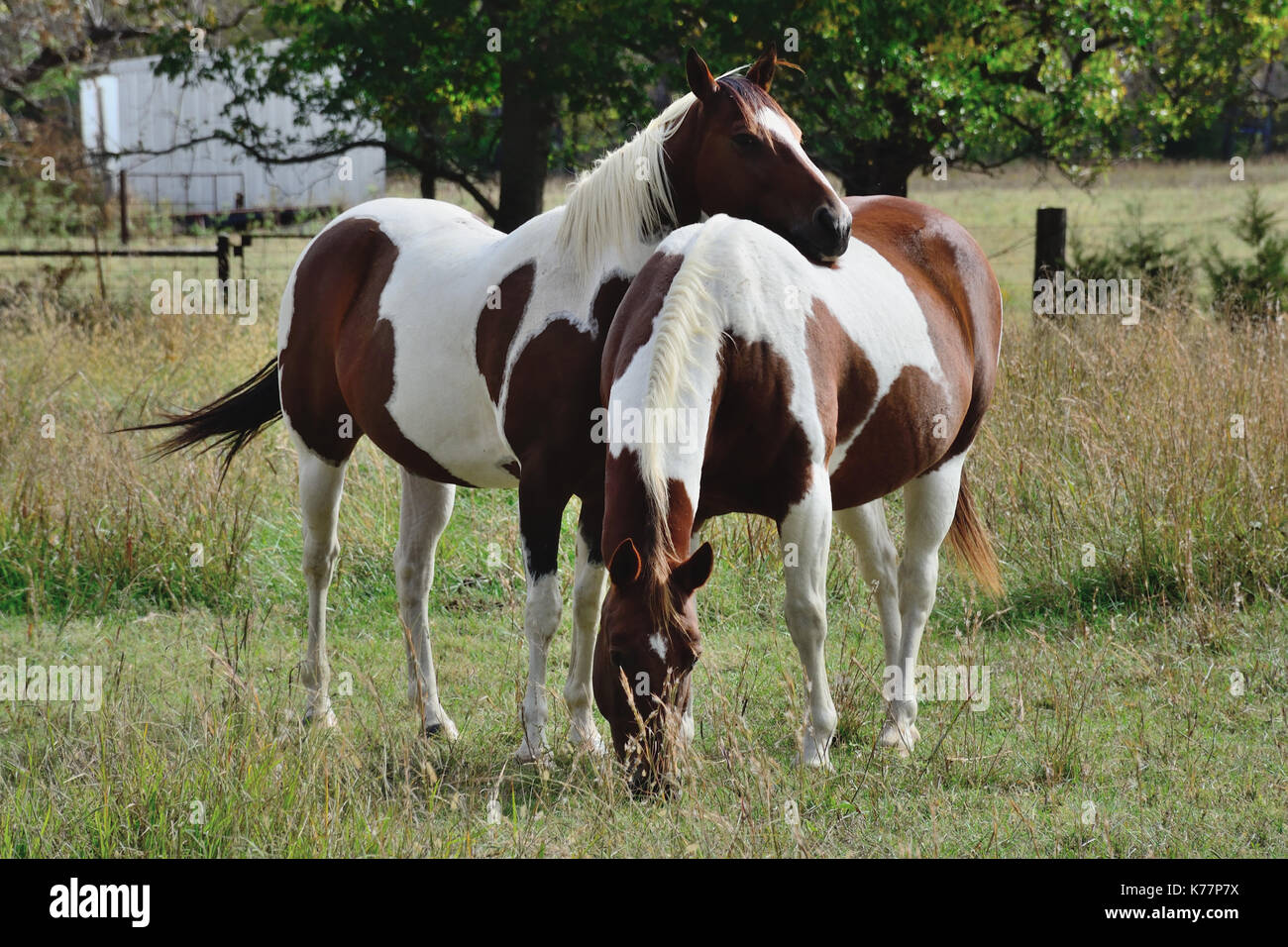 Old Appaloosa horse Stock Photo - Alamy