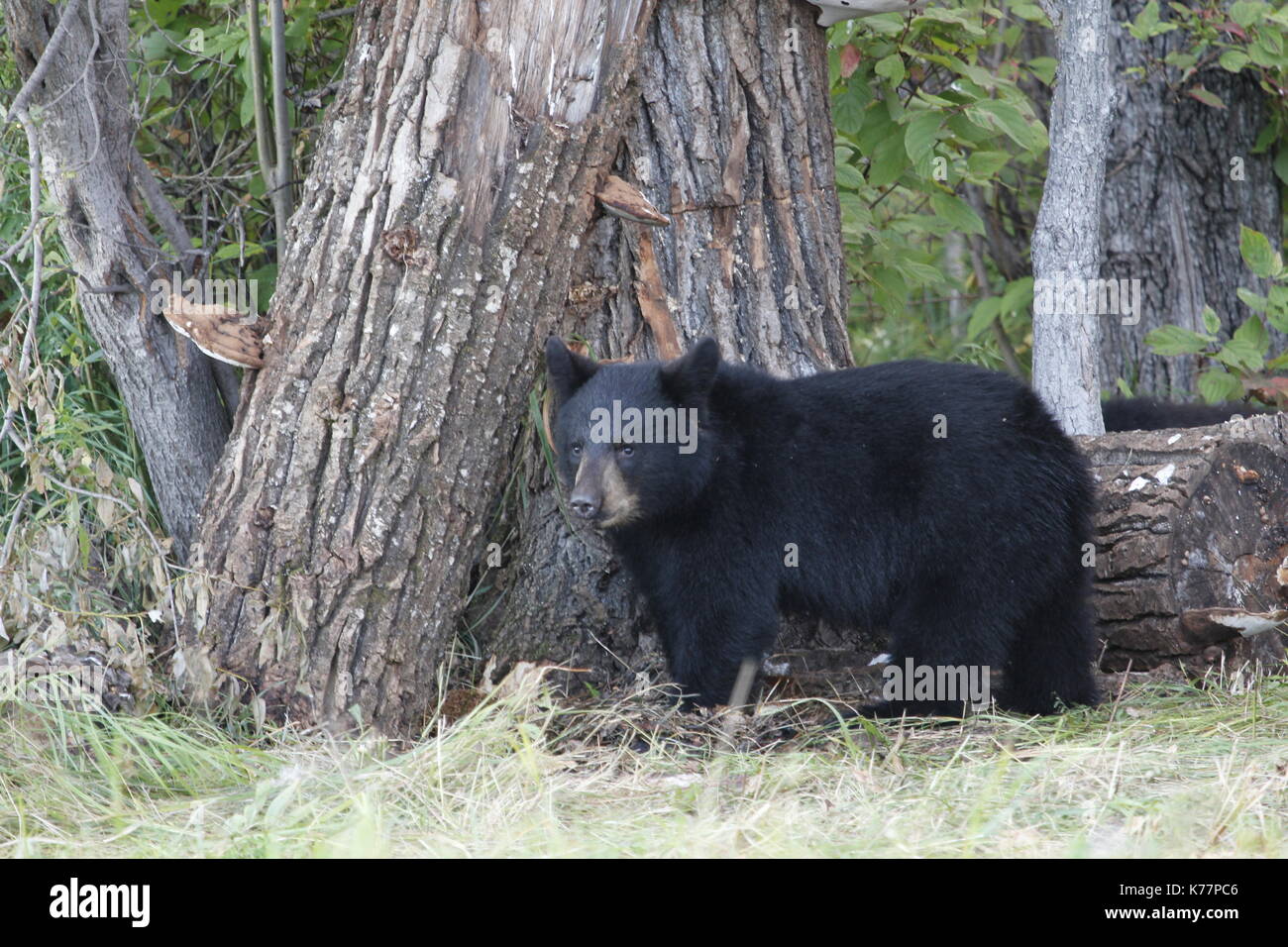 Black bear cub standing by old rotten tree Stock Photo