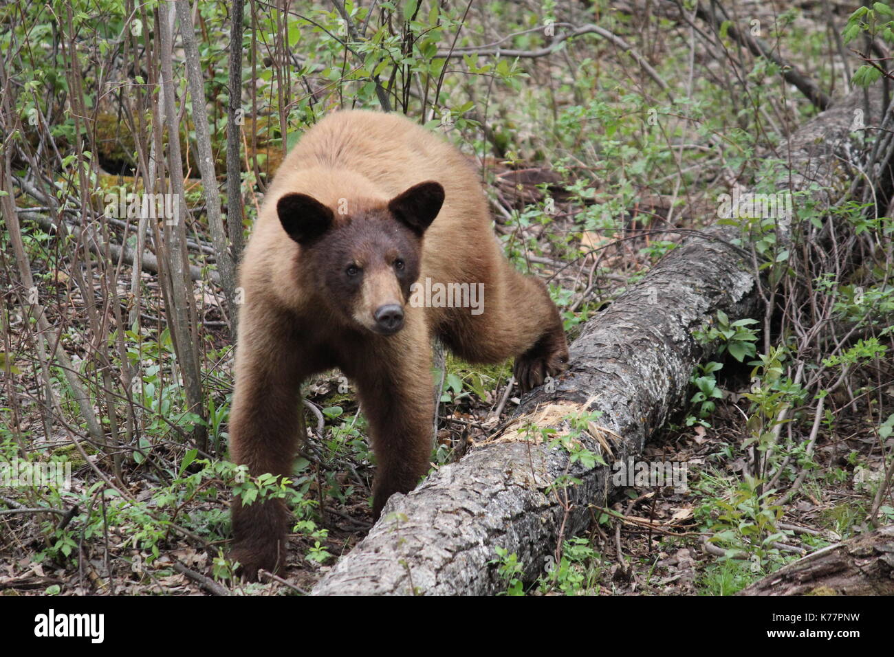 Brown bear standing by a log Stock Photo - Alamy