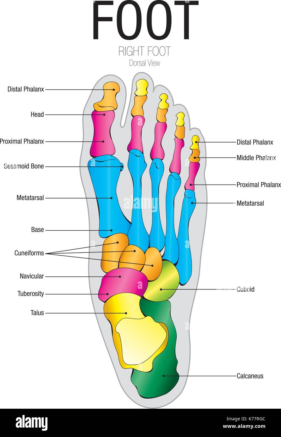 Chart of FOOT Dorsal view with parts name Vector image Stock Vector