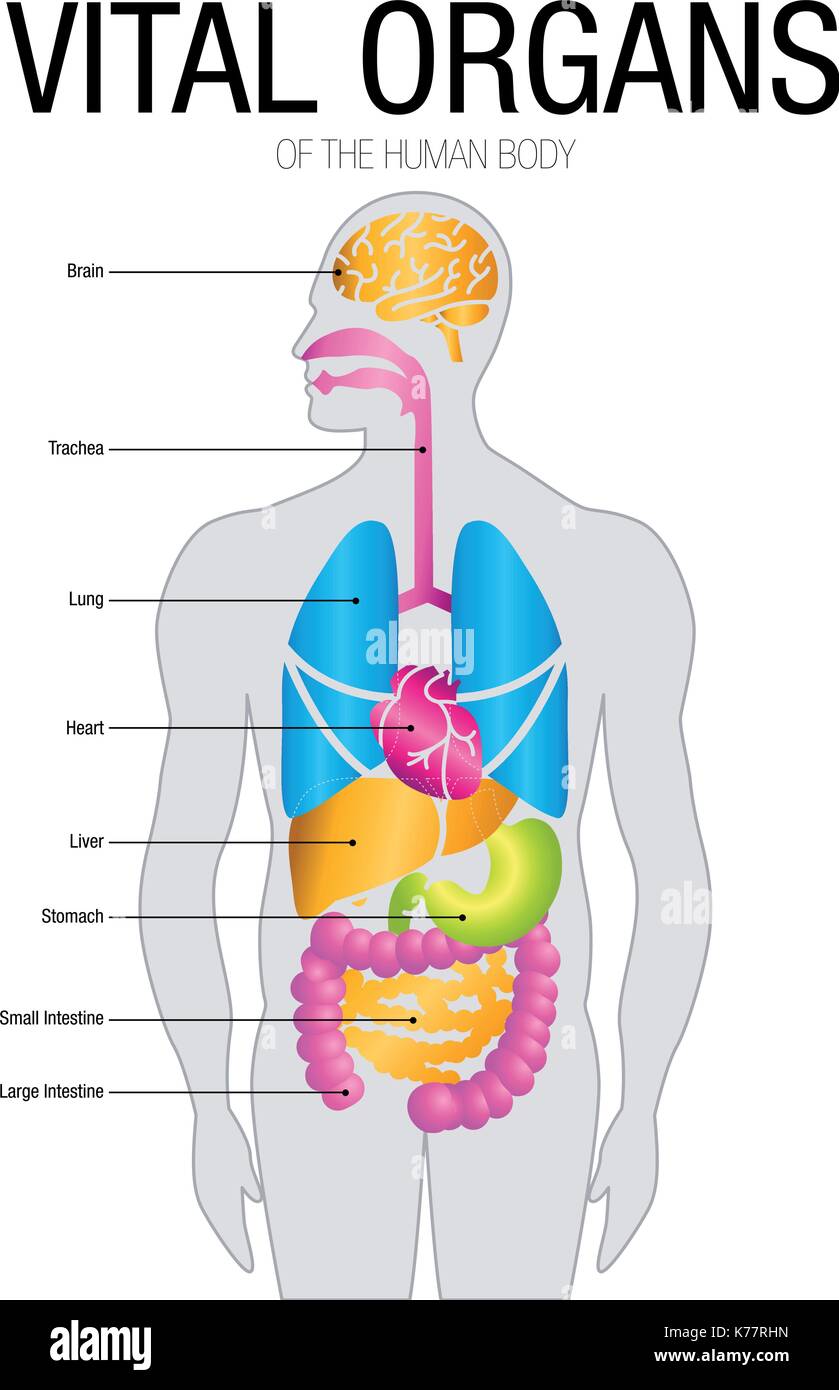 Chart of VITAL ORGANS with parts name. Size: 21cm x 30cm - Vector image Stock Vector