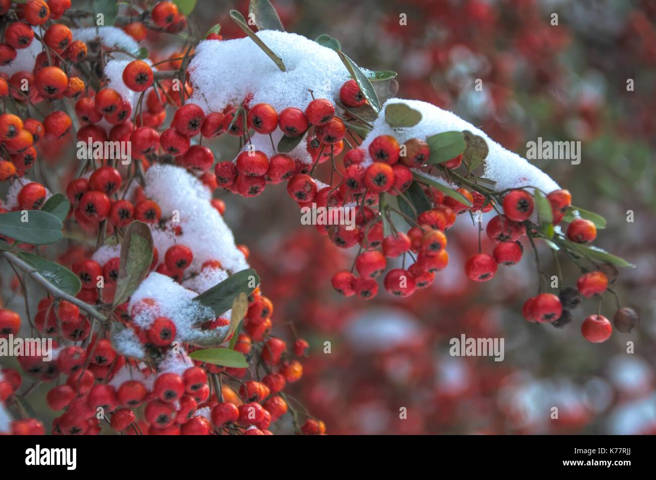 Pyracantha Firethorn in Snow Stock Photo