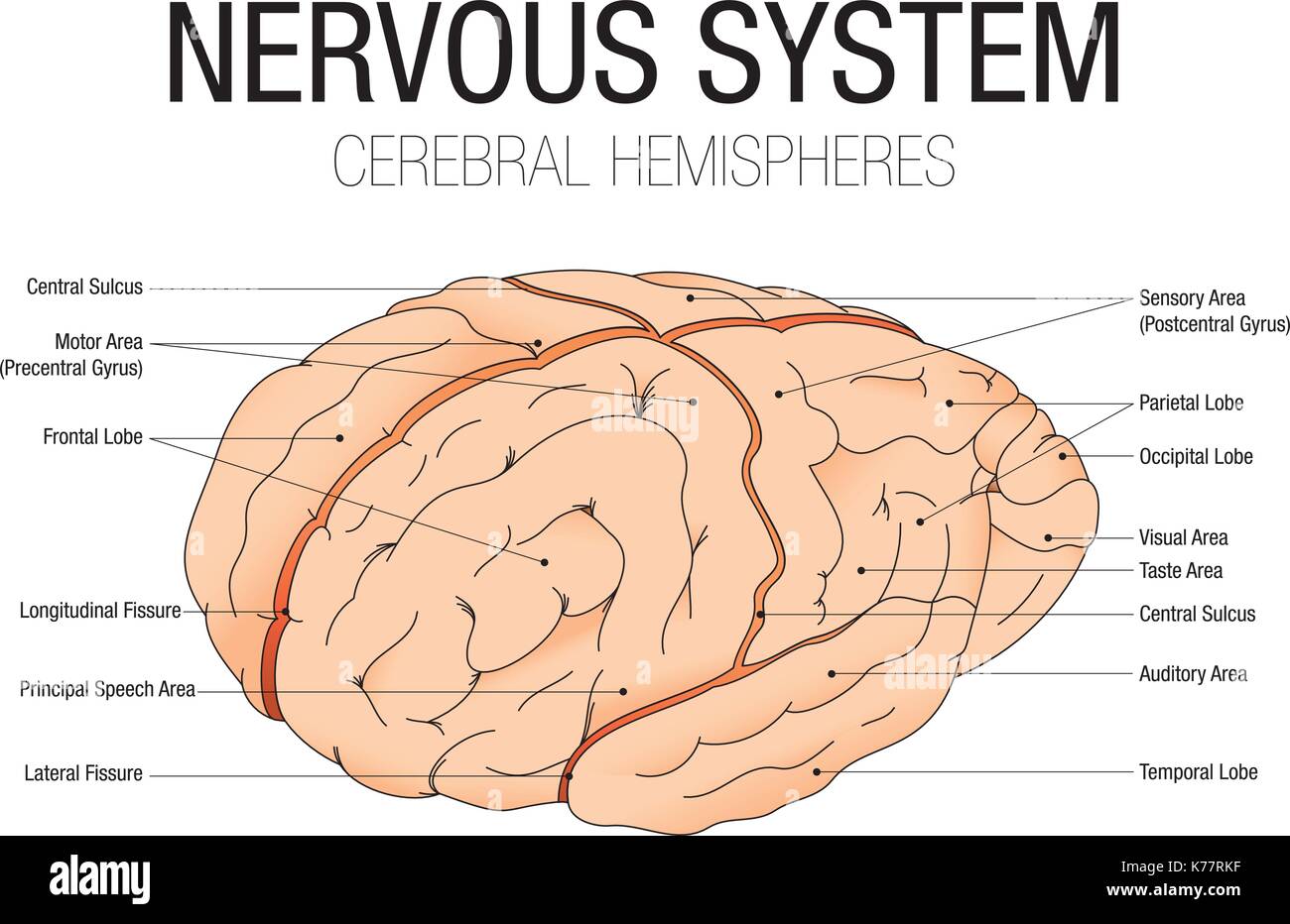 NERVOUS SYSTEM - CEREBRAL HEMISPHERES with parts name - Vector image Stock Vector