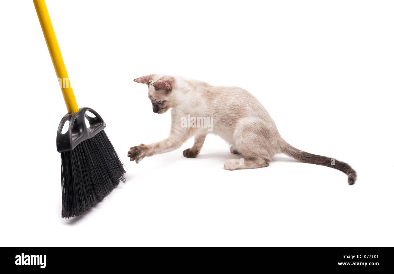 Tortie point Siamese kitten swatting at a broom, on white Stock Photo
