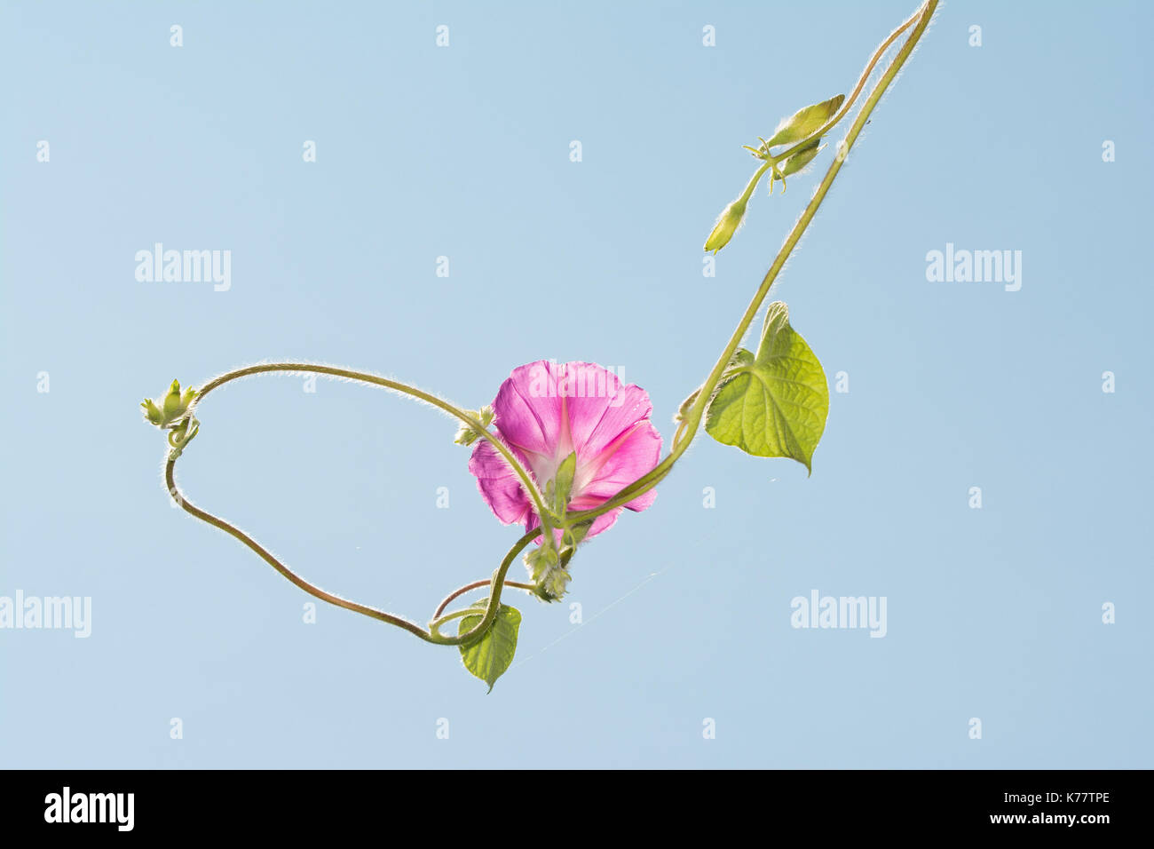Pink Morning Glory flower hanging against pale blue sky, with the vine circling back to itself Stock Photo