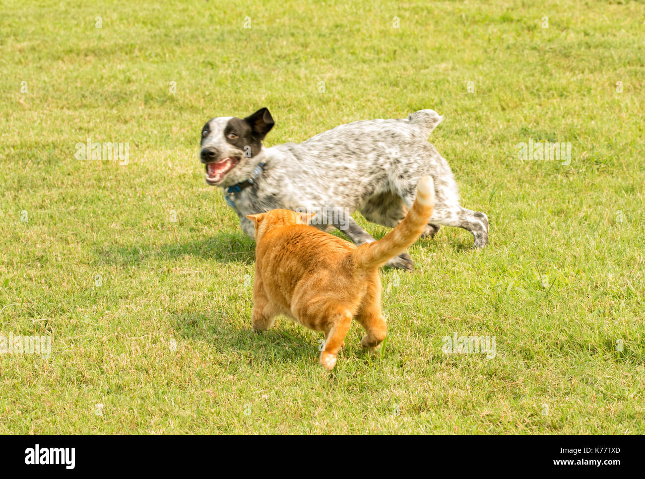 Orange tabby cat doing a threatening gesture to a black and white spotted dog Stock Photo