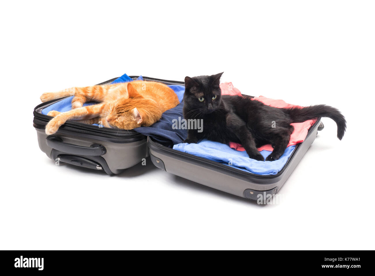 Two cats getting comfortable in an open, packed up luggage, ready to travel; on white Stock Photo