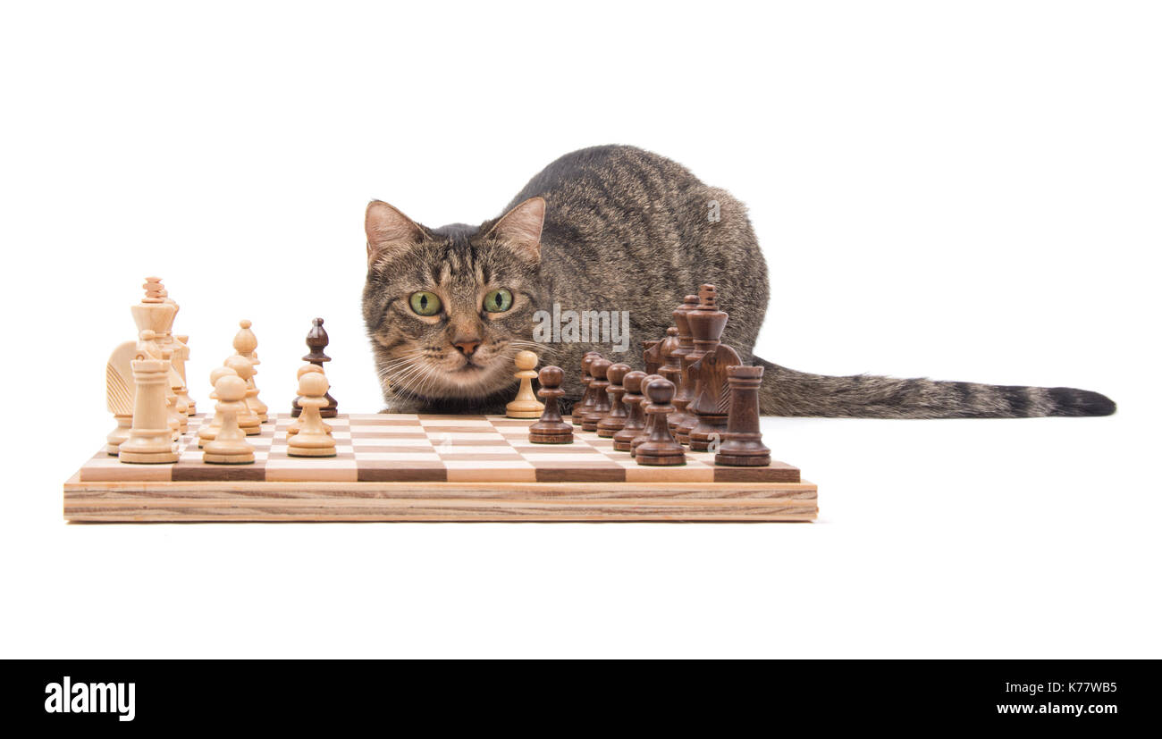 Brown tabby cat looking attentively across a chessboard, on white Stock Photo