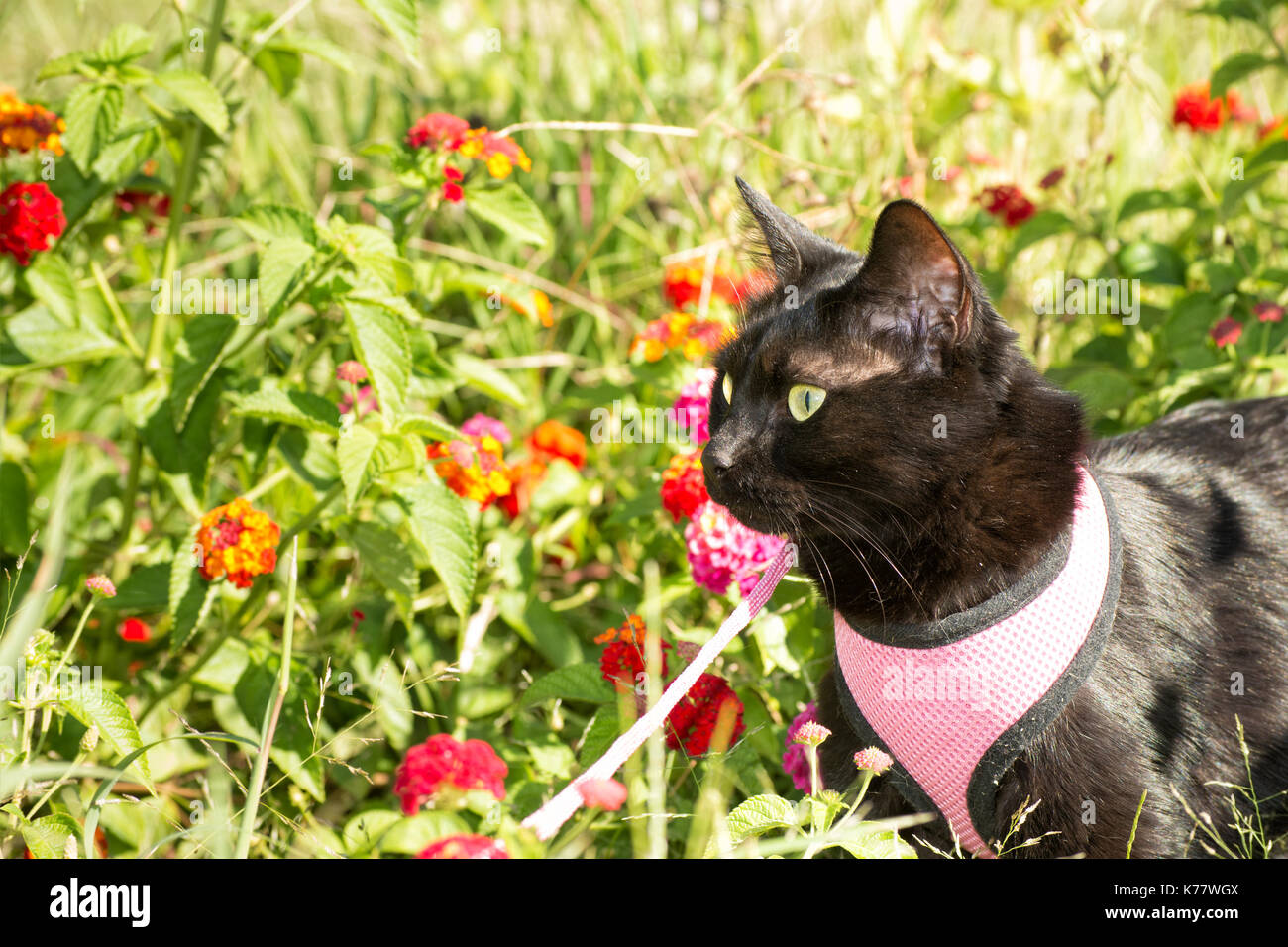 Fall harness hi-res stock photography and images - Alamy