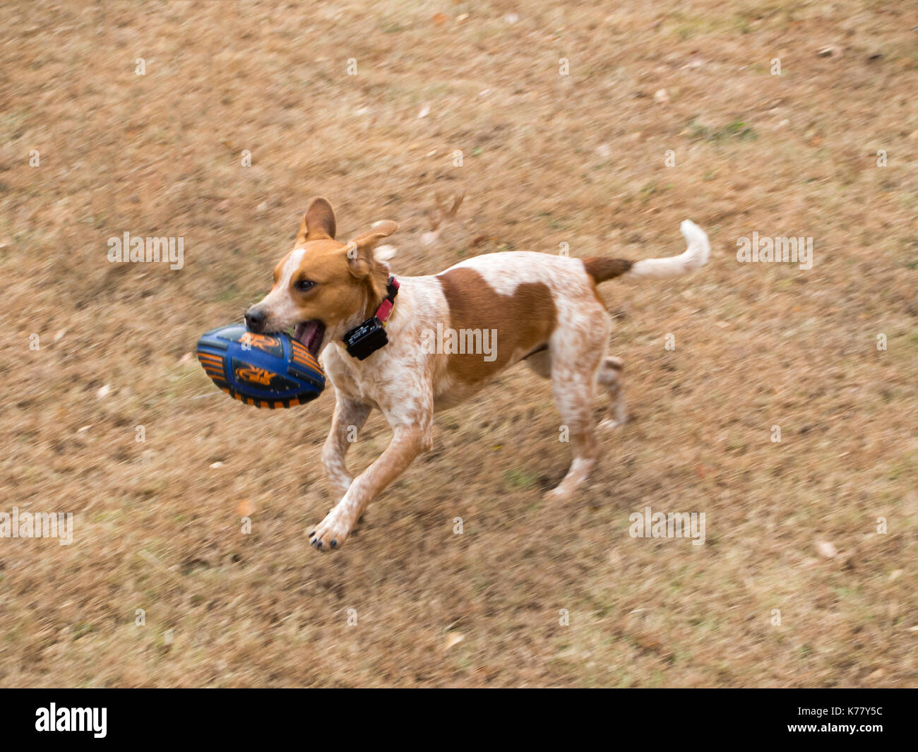 Hound dog running with football Stock Photo