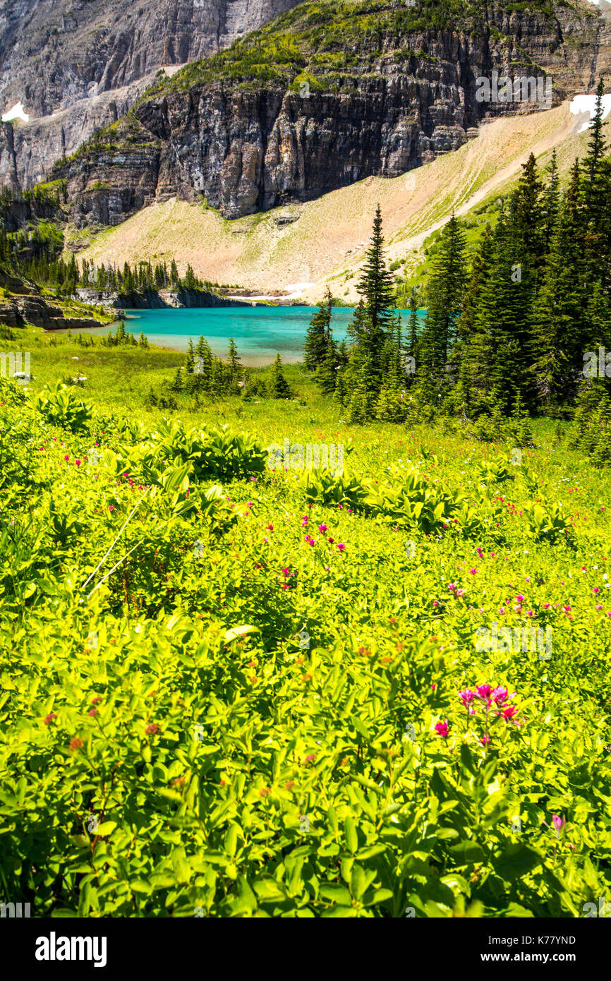 Wildlife wild flowers glacier national park landscapes Stock Photo - Alamy