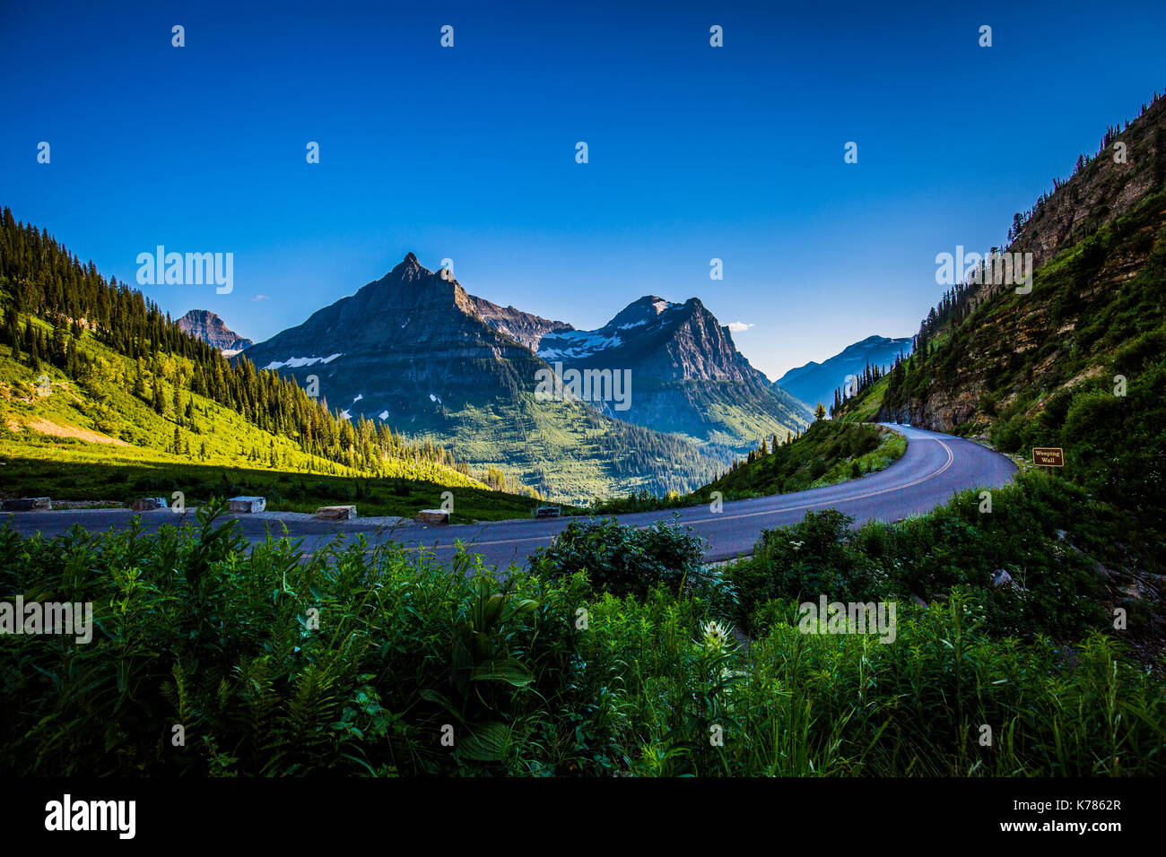 Wildlife wild flowers glacier national park landscapes Stock Photo - Alamy