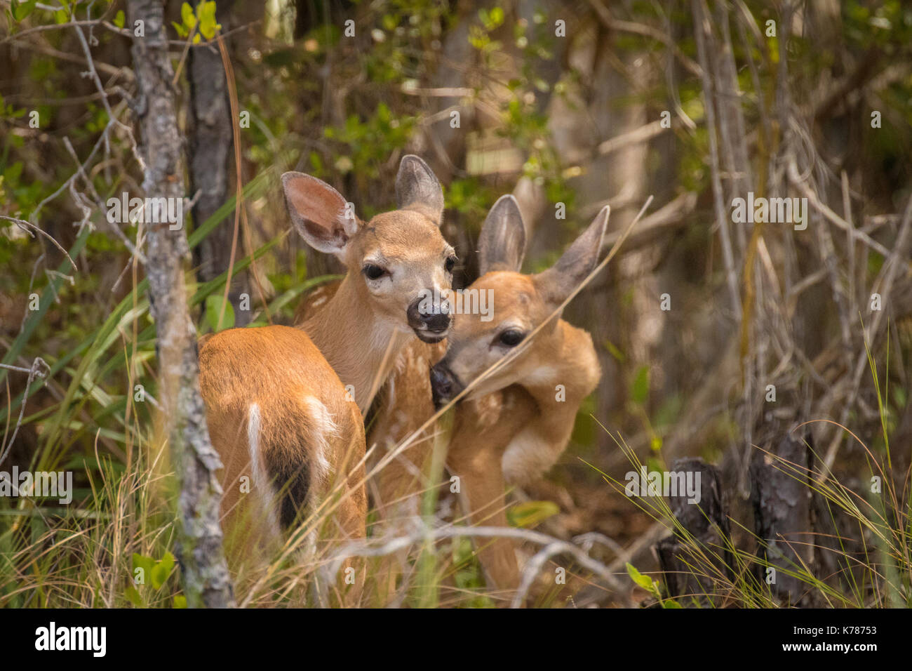 Big pine key deer hires stock photography and images Alamy