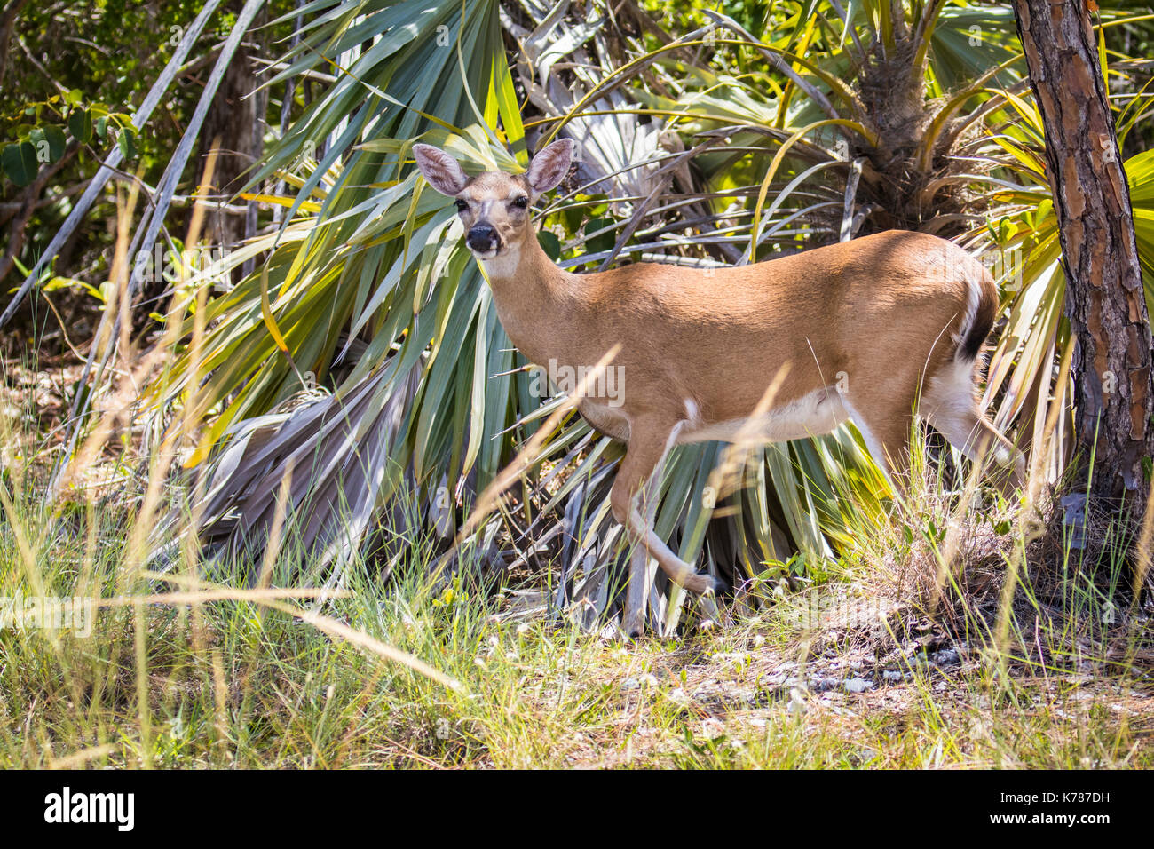 Florida Key Deer / Key Deer / florida keys big pine key Stock Photo - Alamy