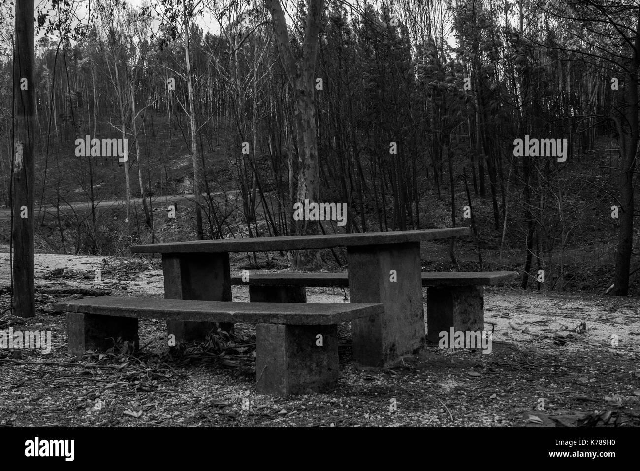 Bench after the Pedrogão Grande fires in Portugal Stock Photo