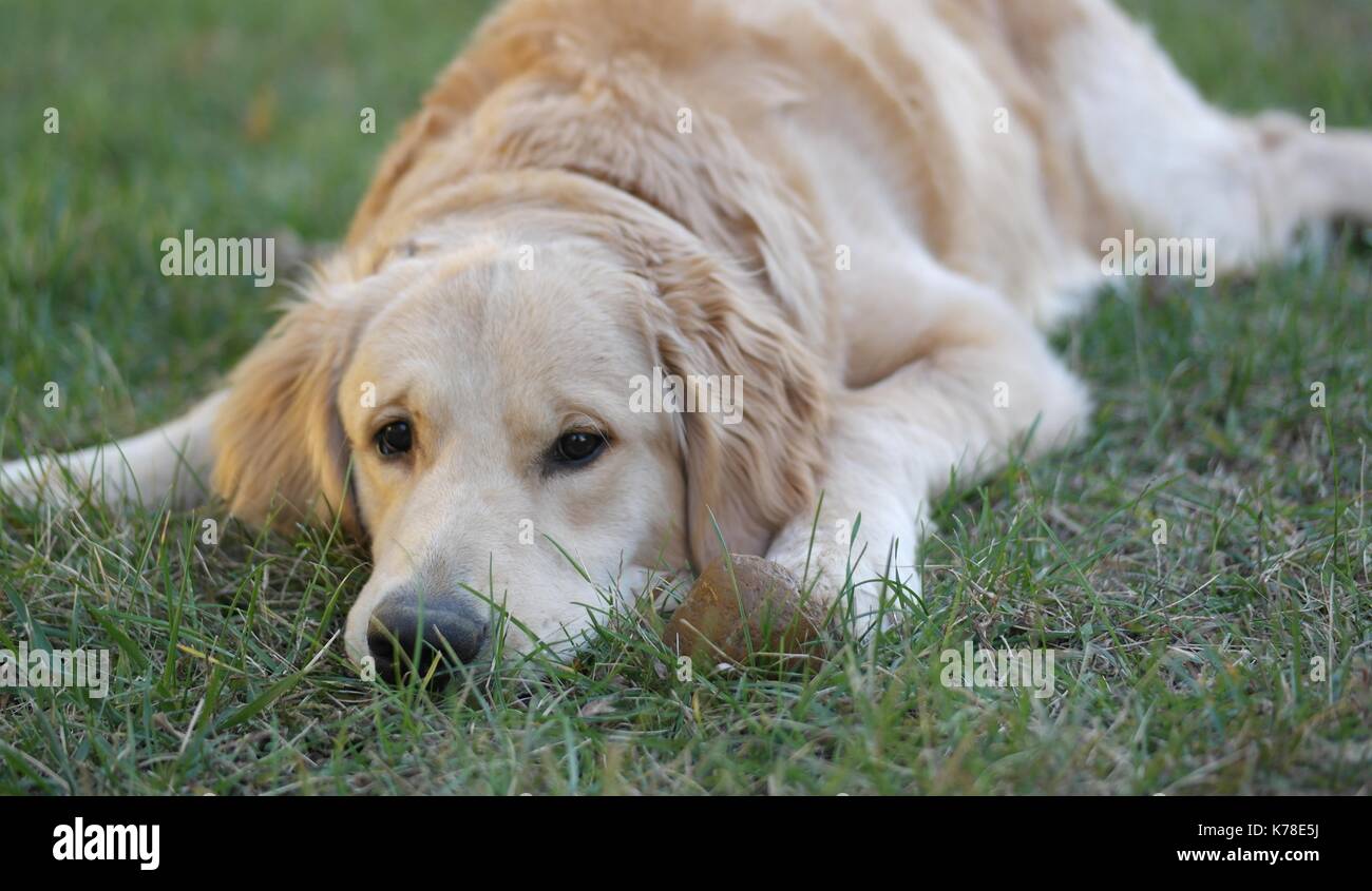 Golden Retriever in the grass Stock Photo - Alamy