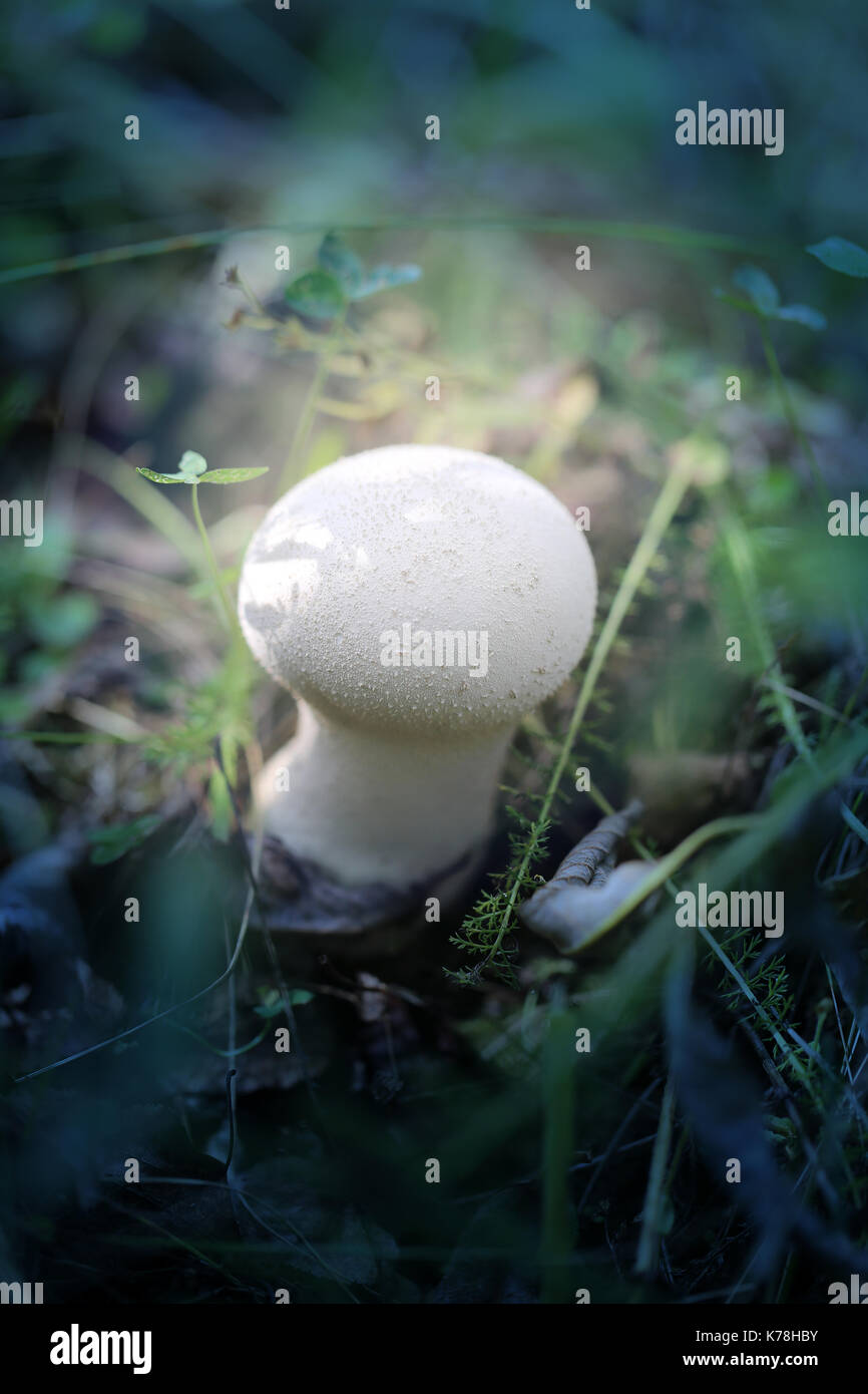 Photo of a bright white mushroom raincoat in the grass and leaves Stock Photo