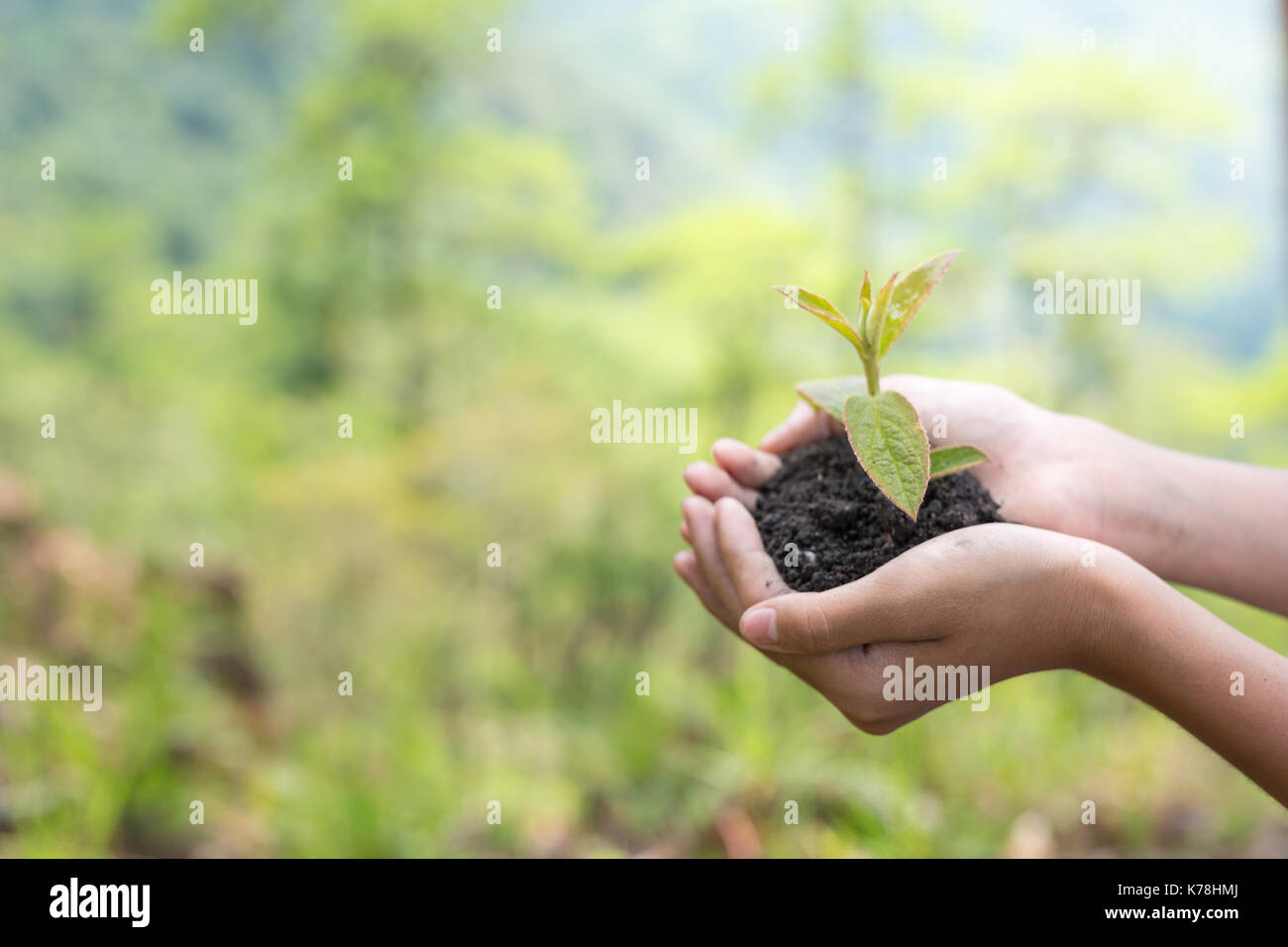 plant a tree.Symbol of spring and ecology concept Stock Photo - Alamy