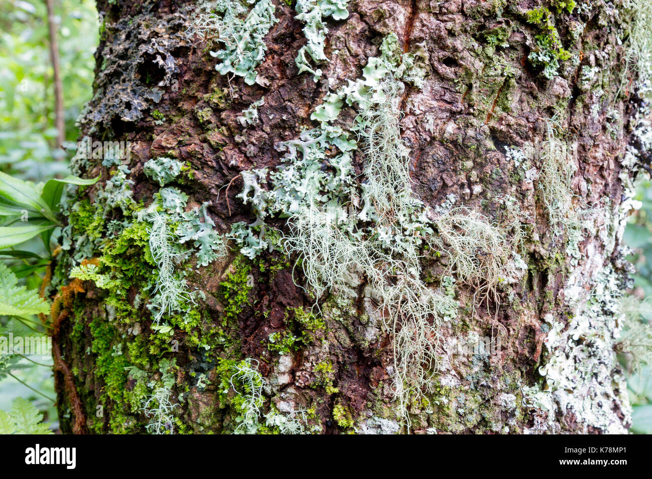 moss on tree branch closeup on green background Stock Photo