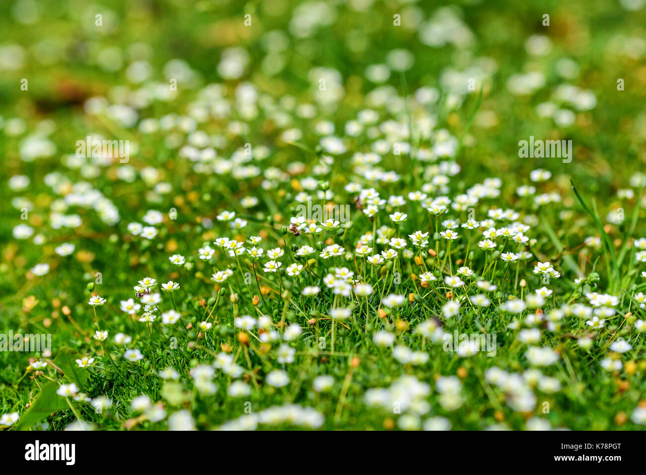 Heath pearlwort lawn or Sagina subulata Stock Photo