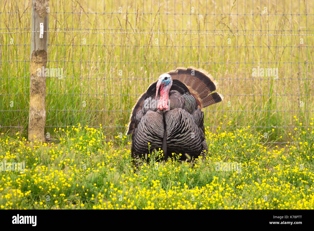 male turkey (tom/gobbler) luring in the females by displaying his feathers, tail fan and colors. Stock Photo